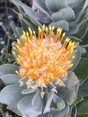 Leucospermum conocarpodendron conocarpodendron