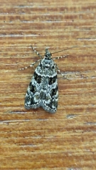 Scoparia aequipennalis