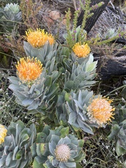 Leucospermum conocarpodendron conocarpodendron