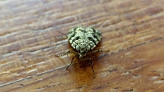 Scoparia aequipennalis