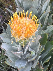 Leucospermum conocarpodendron conocarpodendron