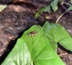 Leptodactylus albilabris