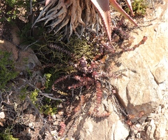 Crassula perforata