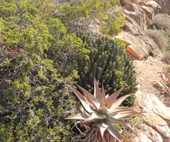 Aloe ferox