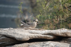 Esacus recurvirostris