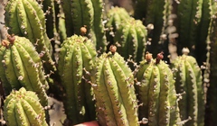 Euphorbia mammillaris