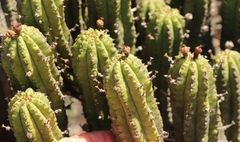 Euphorbia mammillaris