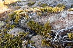 Microcachrys tetragona