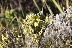 Aspalathus ericifolia