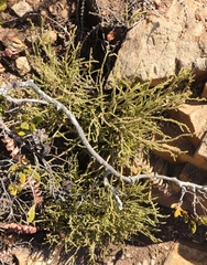 Crassula muscosa