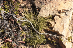 Crassula muscosa