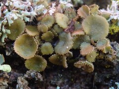 Melanohalea exasperata