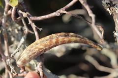 Fockea edulis
