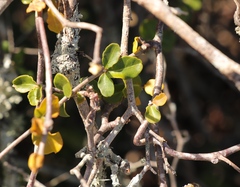 Fockea edulis