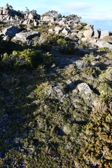 Microcachrys tetragona