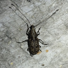 Meconemus infuscatus