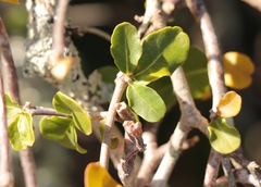 Fockea edulis