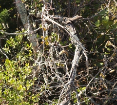 Fockea edulis