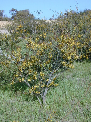 Whibley Wattle (Acacia whibleyana)