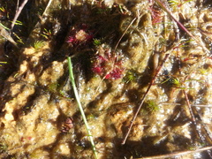 Drosera pygmaea