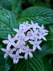 Pentas lanceolata