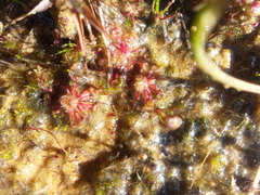 Drosera pygmaea