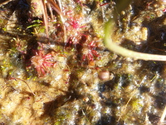 Drosera pygmaea