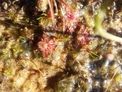 Drosera pygmaea