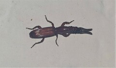 Amorphocephalina