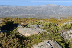 Microcachrys tetragona