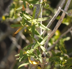 Asparagus volubilis