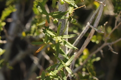 Asparagus volubilis
