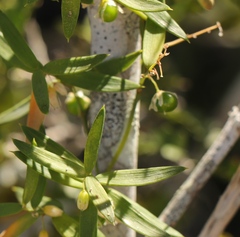 Asparagus volubilis