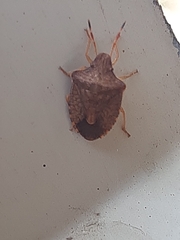 Peribalus strictus strictus