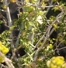 Asparagus volubilis