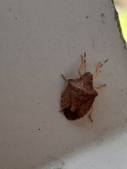 Peribalus strictus strictus