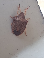 Peribalus strictus strictus