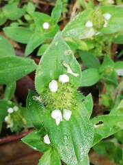 Richardia brasiliensis