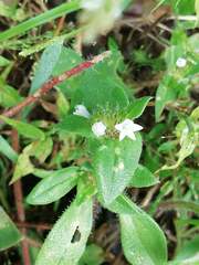 Richardia brasiliensis