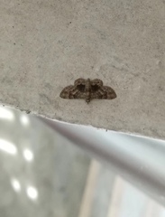 Gymnoscelis