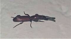 Amorphocephalina