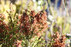 Erica lutea