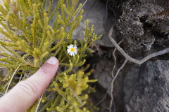Erigeron karvinskianus