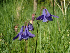 Aquilegia vulgaris