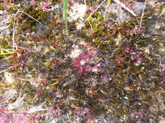 Drosera pygmaea