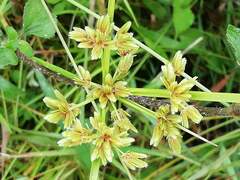 Cyperus entrerianus