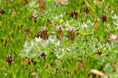 Pterygopappus lawrencei