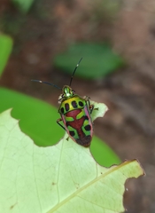 Tetrarthria variegata