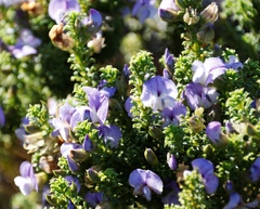 Psoralea aculeata