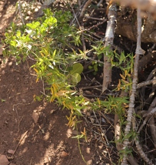 Asparagus volubilis